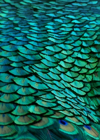 Fish Scales?