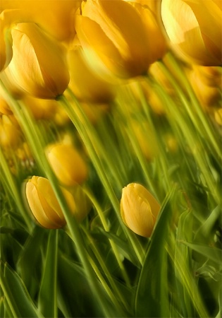 Tulips in the Wind