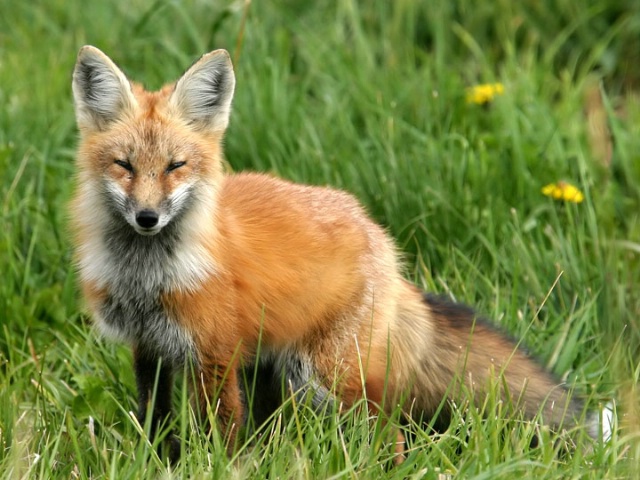 Sly as a fox