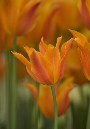 Among the Tulips