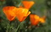 Poppies