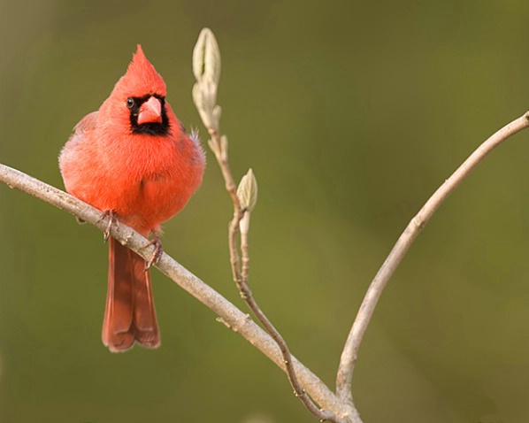 Spring Cardinal - ID: 866024 © Robert Hambley