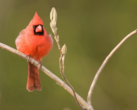 Spring Cardinal