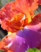 Flamboyant Iris