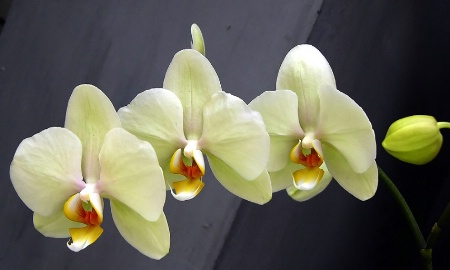 Three Orchids