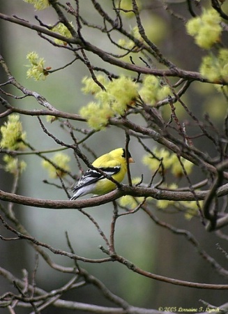 Yellow Finch