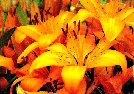 GRrr Tiger Lily