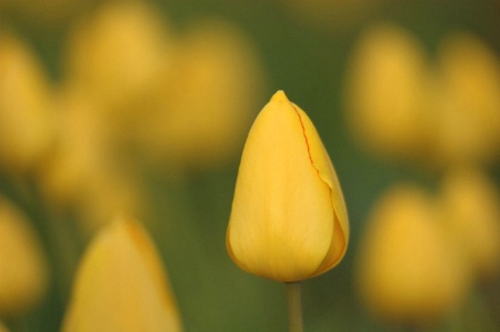 Spread of Yellow