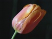Spring is Here