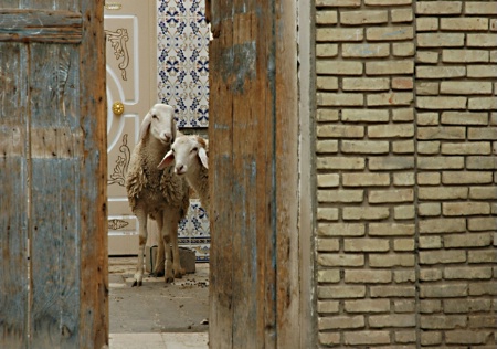Sheepish in Tozeur, Tunisia
