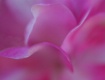 Pretty in pink