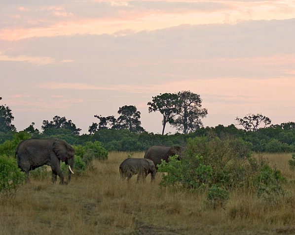 Elephants at Dawn - ID: 867109 © James E. Nelson