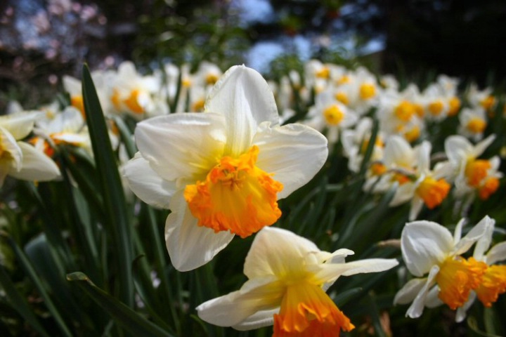 Sad Little Daffodils