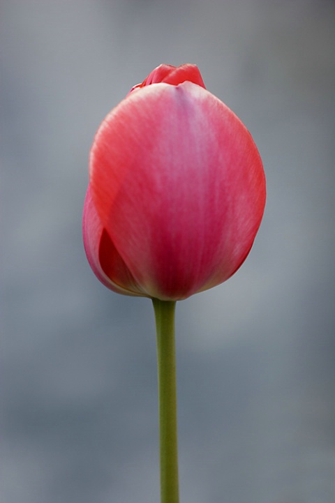 Red Tulip #4