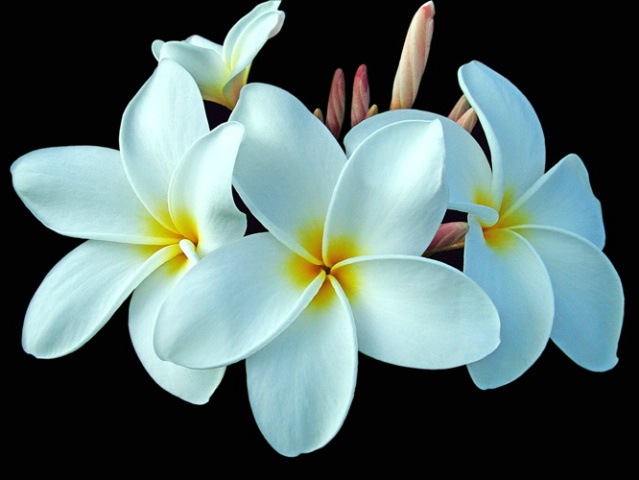 Plumeria