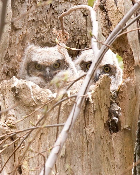 Great Horned Owlets - ID: 868843 © Robert Hambley