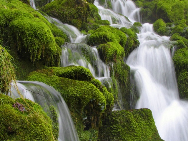 Water and moss