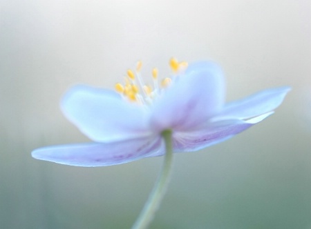 White Anemone