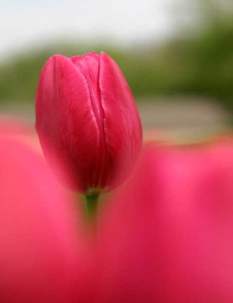 Pink Tulip