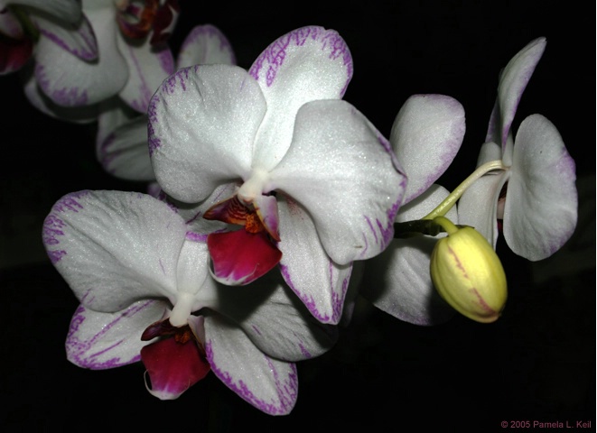 Orchid 2
