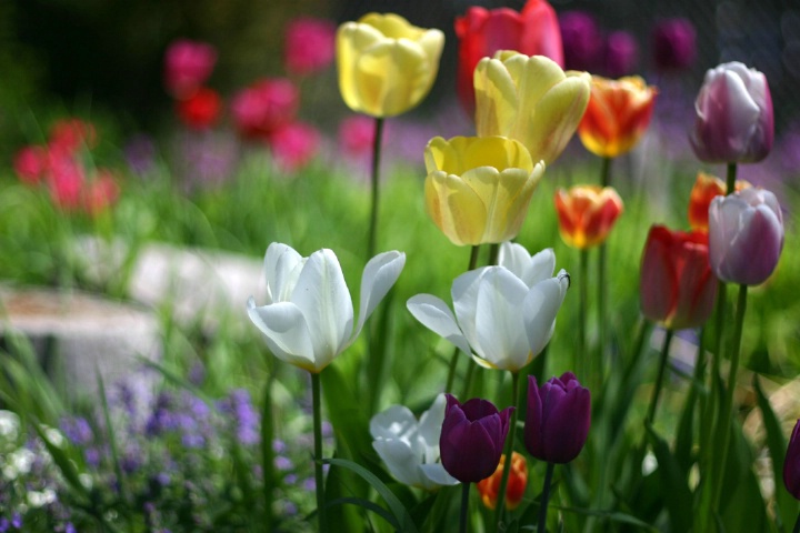 Tulips and friends