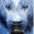 2Cerulean Panthera (f) - ID: 871606 © Eric Highfield