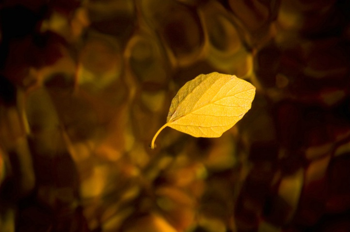 Leaf floating on a water stream