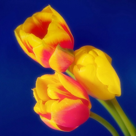 Original tulips
