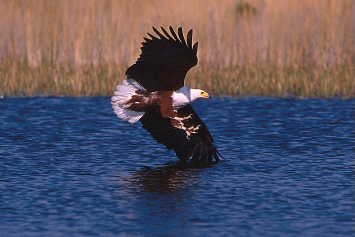 Fish eagle-Botswana