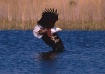 Fish eagle-Botswa...