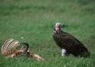 Vulture-Tanzania