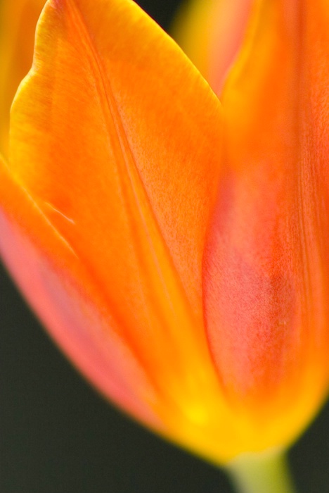 Orange Tulip - Unknown Variety