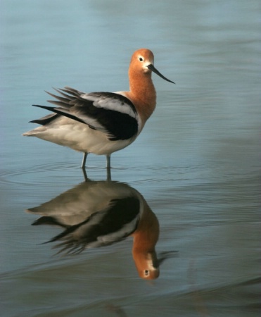 The Photo Contest 2nd Place Winner - American Avocet