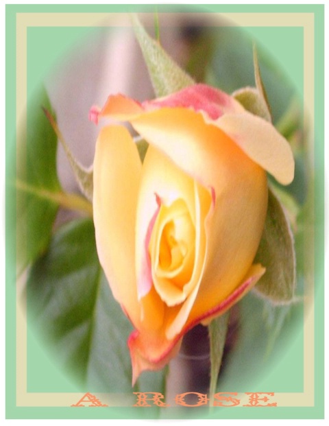 A  Rose