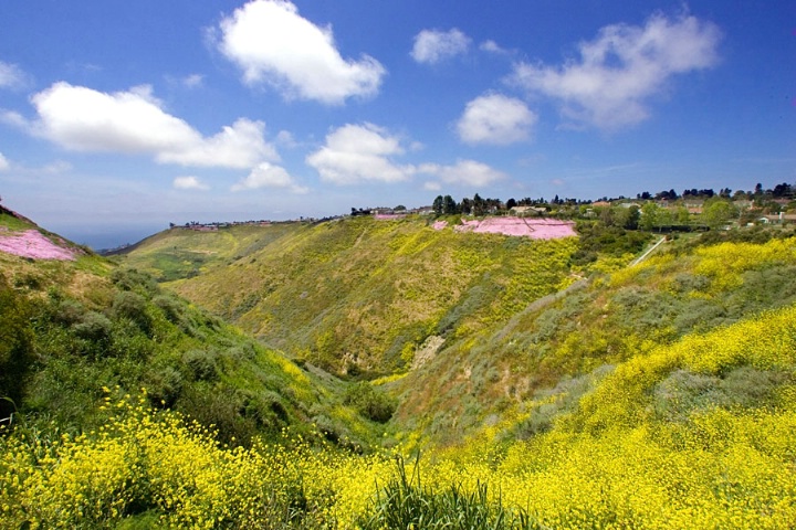 PALOS VERDES