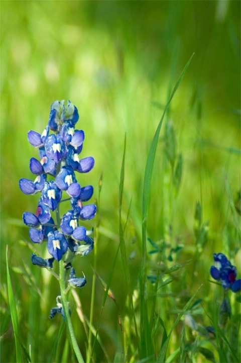 Bluebonnet in Grass