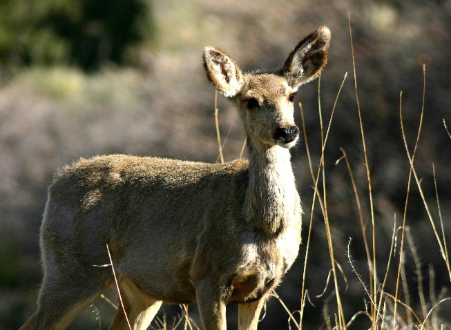 Whitetail