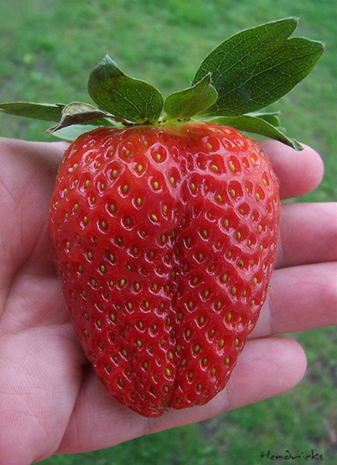 Now That's A Strawberry!!