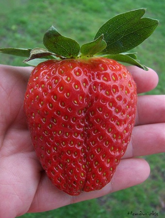 Now That's A Strawberry!!