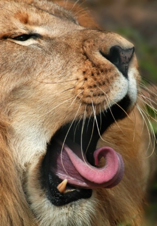 Lion With Curved Tongue