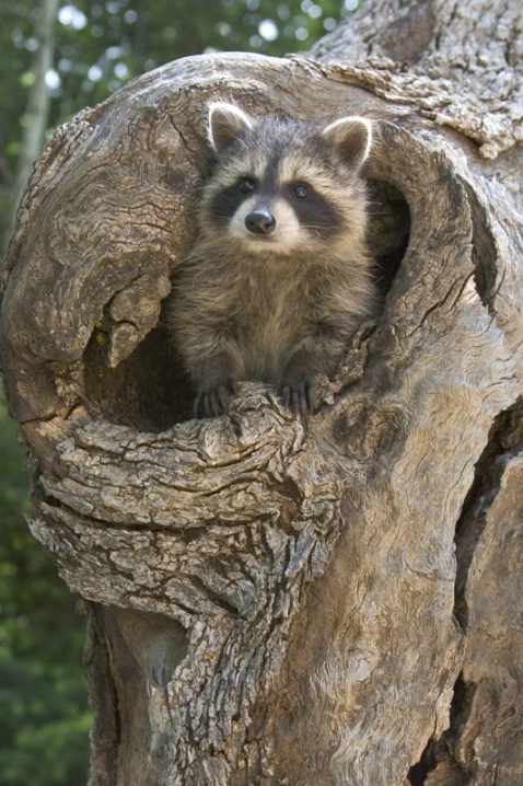 Baby Raccoon - Far with Good Rule of Thirds