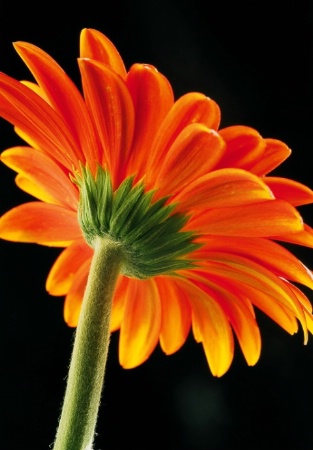 orange flower