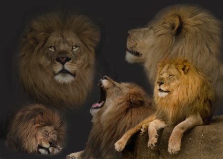 Images of the Lion King