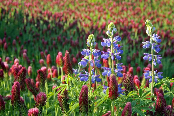 Lupine in Clover