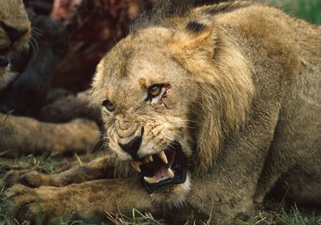 Young Lion-South Africa