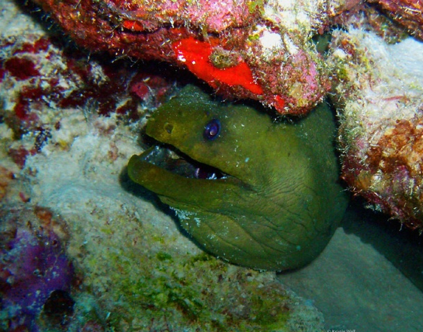 Green Moray eel F215 - ID: 877039 © Kristin A. Wall