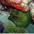 © Kristin A. Wall PhotoID # 877039: Green Moray eel F215