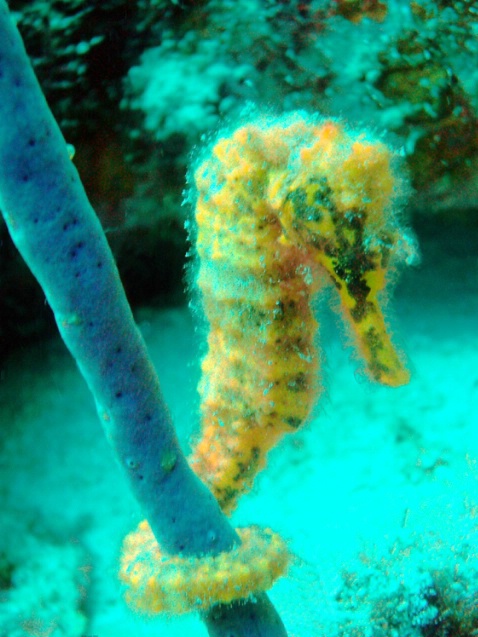 Seahorse in camoflage F219 - ID: 877119 © Kristin A. Wall