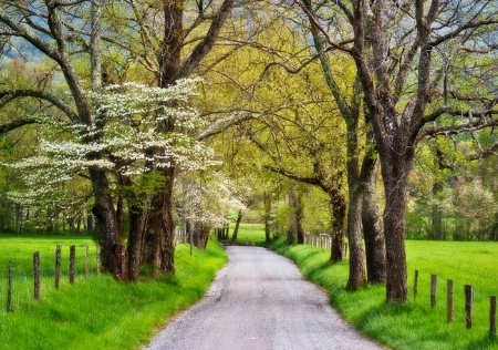 Cades cove SMNP