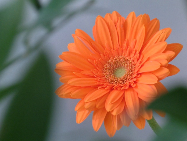 Orange Daisy through foliage